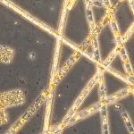 Obradoiro Viaxe ó marabilloso mundo das microalgas mariñas